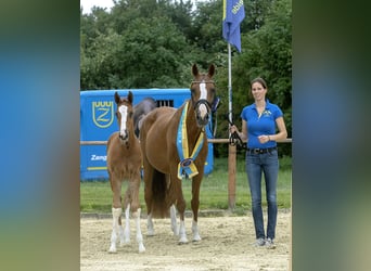 Koń hanowerski, Klacz, 22 lat, Kasztanowata