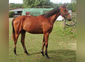Koń hanowerski, Klacz, 2 lat, 152 cm, Gniada