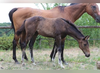 Koń hanowerski, Klacz, 2 lat, 154 cm, Ciemnogniada