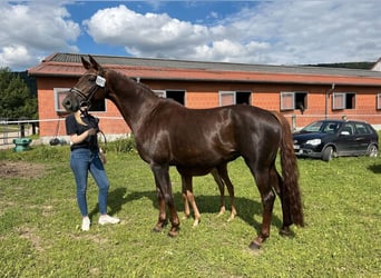 Koń hanowerski, Klacz, 2 lat, 160 cm, Kasztanowata
