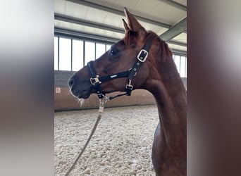 Koń hanowerski, Klacz, 2 lat, 160 cm, Kasztanowata