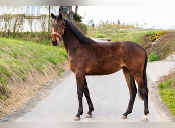 Koń hanowerski, Klacz, 2 lat, 161 cm, Gniada