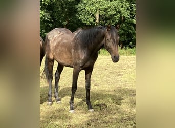 Koń hanowerski, Klacz, 2 lat, 164 cm, Ciemnogniada
