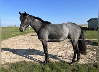 Koń hanowerski, Klacz, 2 lat, 165 cm, Siwa