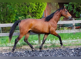 Koń hanowerski, Klacz, 2 lat, 166 cm, Gniada