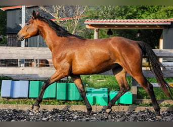 Koń hanowerski, Klacz, 2 lat, 166 cm, Gniada