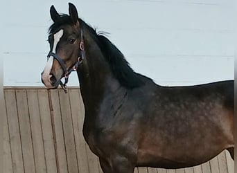Koń hanowerski, Klacz, 2 lat, 167 cm, Ciemnogniada