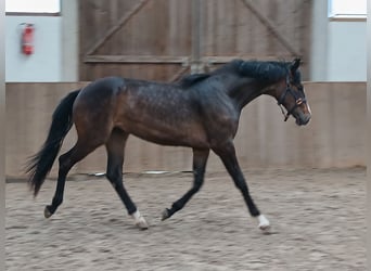 Koń hanowerski, Klacz, 2 lat, 167 cm, Ciemnogniada