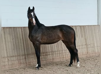 Koń hanowerski, Klacz, 2 lat, 167 cm, Ciemnogniada