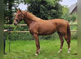 Koń hanowerski, Klacz, 2 lat, 167 cm, Kasztanowata