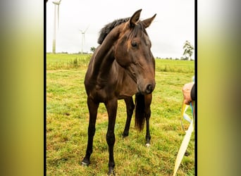 Koń hanowerski, Klacz, 2 lat, 168 cm, Ciemnogniada