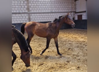 Koń hanowerski, Klacz, 2 lat, 168 cm, Gniada