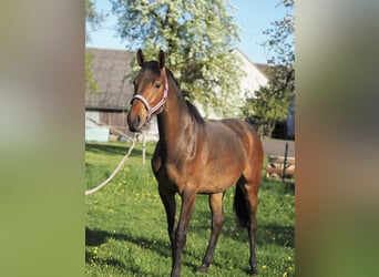 Koń hanowerski, Klacz, 2 lat, 168 cm, Gniada