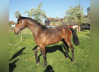 Koń hanowerski, Klacz, 2 lat, 168 cm, Gniada