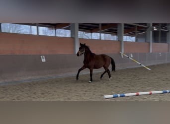 Koń hanowerski, Klacz, 2 lat, 169 cm, Gniada