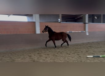 Koń hanowerski, Klacz, 2 lat, 169 cm, Gniada