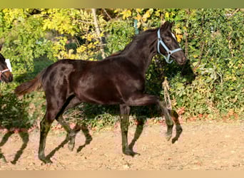 Koń hanowerski, Klacz, 2 lat, 169 cm, Kara