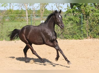 Koń hanowerski, Klacz, 2 lat, 169 cm, Kara