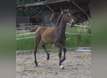 Koń hanowerski, Klacz, 2 lat, 170 cm, Ciemnogniada