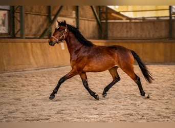 Koń hanowerski, Klacz, 2 lat, 170 cm, Gniada