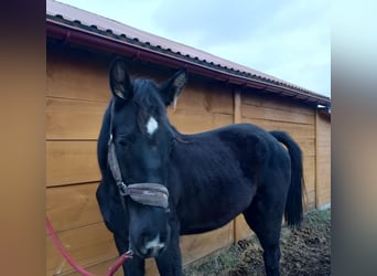 Koń hanowerski, Klacz, 2 lat, 170 cm, Kara
