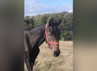 Koń hanowerski, Klacz, 2 lat, 170 cm, Skarogniada