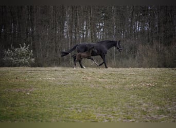 Koń hanowerski, Klacz, 2 lat, 172 cm, Kara