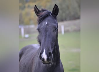 Koń hanowerski, Klacz, 2 lat, 172 cm, Kara