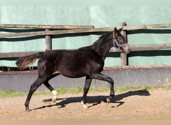 Koń hanowerski, Klacz, 2 lat, 172 cm, Skarogniada