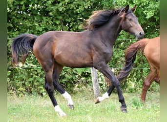 Koń hanowerski, Klacz, 2 lat, Gniada