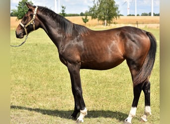 Koń hanowerski, Klacz, 2 lat, Gniada