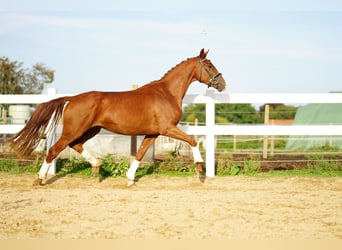 Koń hanowerski, Klacz, 3 lat, 160 cm, Ciemnokasztanowata