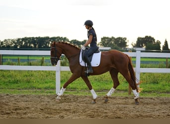 Koń hanowerski, Klacz, 3 lat, 160 cm, Ciemnokasztanowata