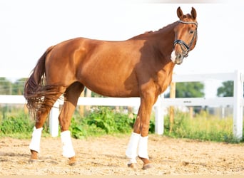 Koń hanowerski, Klacz, 3 lat, 160 cm, Ciemnokasztanowata