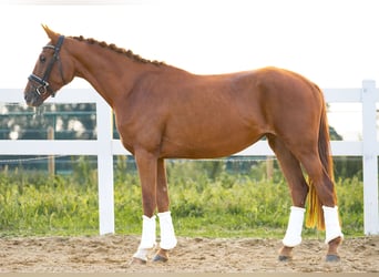 Koń hanowerski, Klacz, 3 lat, 160 cm, Ciemnokasztanowata