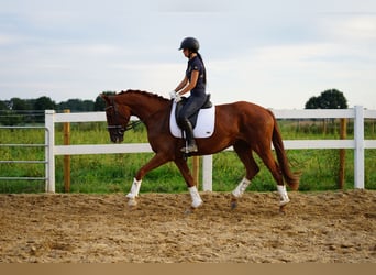 Koń hanowerski, Klacz, 3 lat, 160 cm, Ciemnokasztanowata