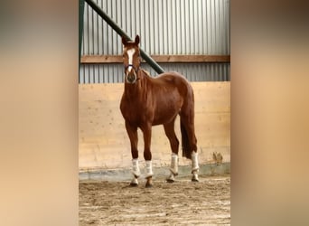 Koń hanowerski, Klacz, 3 lat, 160 cm, Cisawa