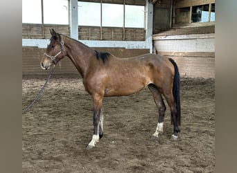 Koń hanowerski, Klacz, 3 lat, 160 cm, Gniada