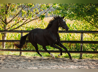 Koń hanowerski, Klacz, 3 lat, 160 cm, Kara