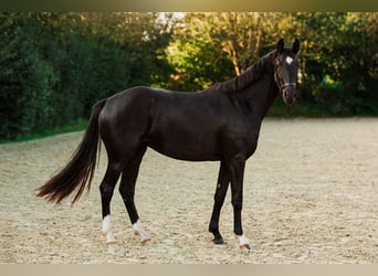 Koń hanowerski, Klacz, 3 lat, 160 cm, Kara