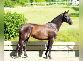 Koń hanowerski, Klacz, 3 lat, 160 cm, Kara