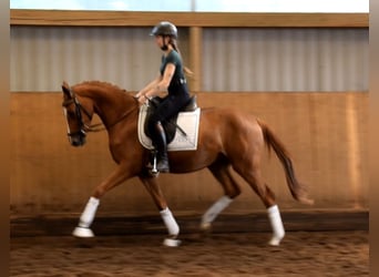 Koń hanowerski, Klacz, 3 lat, 160 cm, Kasztanowata