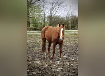 Koń hanowerski, Klacz, 3 lat, 160 cm, Kasztanowata