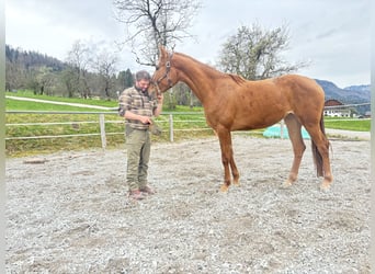 Koń hanowerski, Klacz, 3 lat, 160 cm, Kasztanowata
