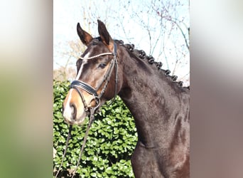 Koń hanowerski, Klacz, 3 lat, 162 cm, Ciemnogniada
