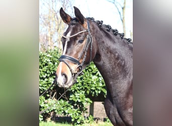Koń hanowerski, Klacz, 3 lat, 162 cm, Ciemnogniada