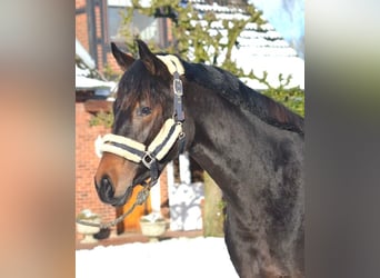 Koń hanowerski, Klacz, 3 lat, 162 cm, Ciemnogniada