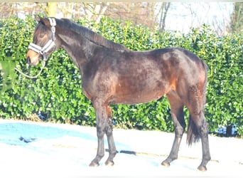 Koń hanowerski, Klacz, 3 lat, 162 cm, Ciemnogniada