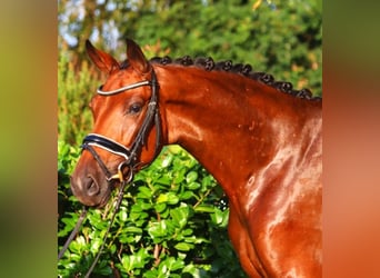 Koń hanowerski, Klacz, 3 lat, 162 cm, Gniada