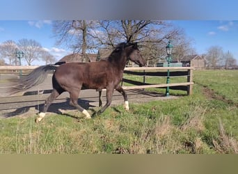 Koń hanowerski, Klacz, 3 lat, 162 cm, Kara